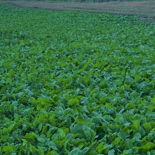 Brassica Food Plot Seed Mix