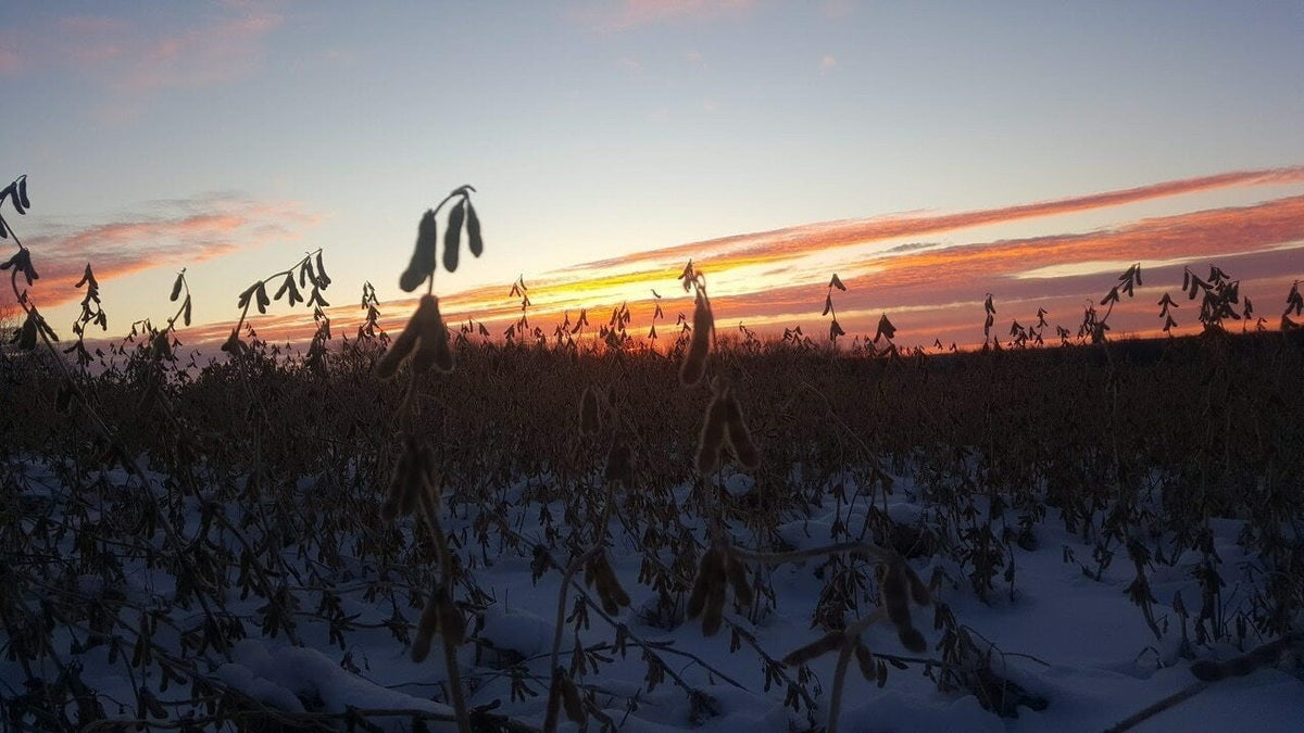 MonsterBuck Food Plot Soybeans | Roundup Ready