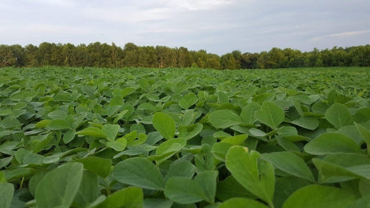 MonsterBuck Food Plot Soybeans | Roundup Ready