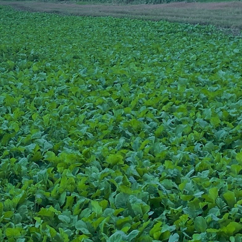 Brassica Food Plot Seed Mix
