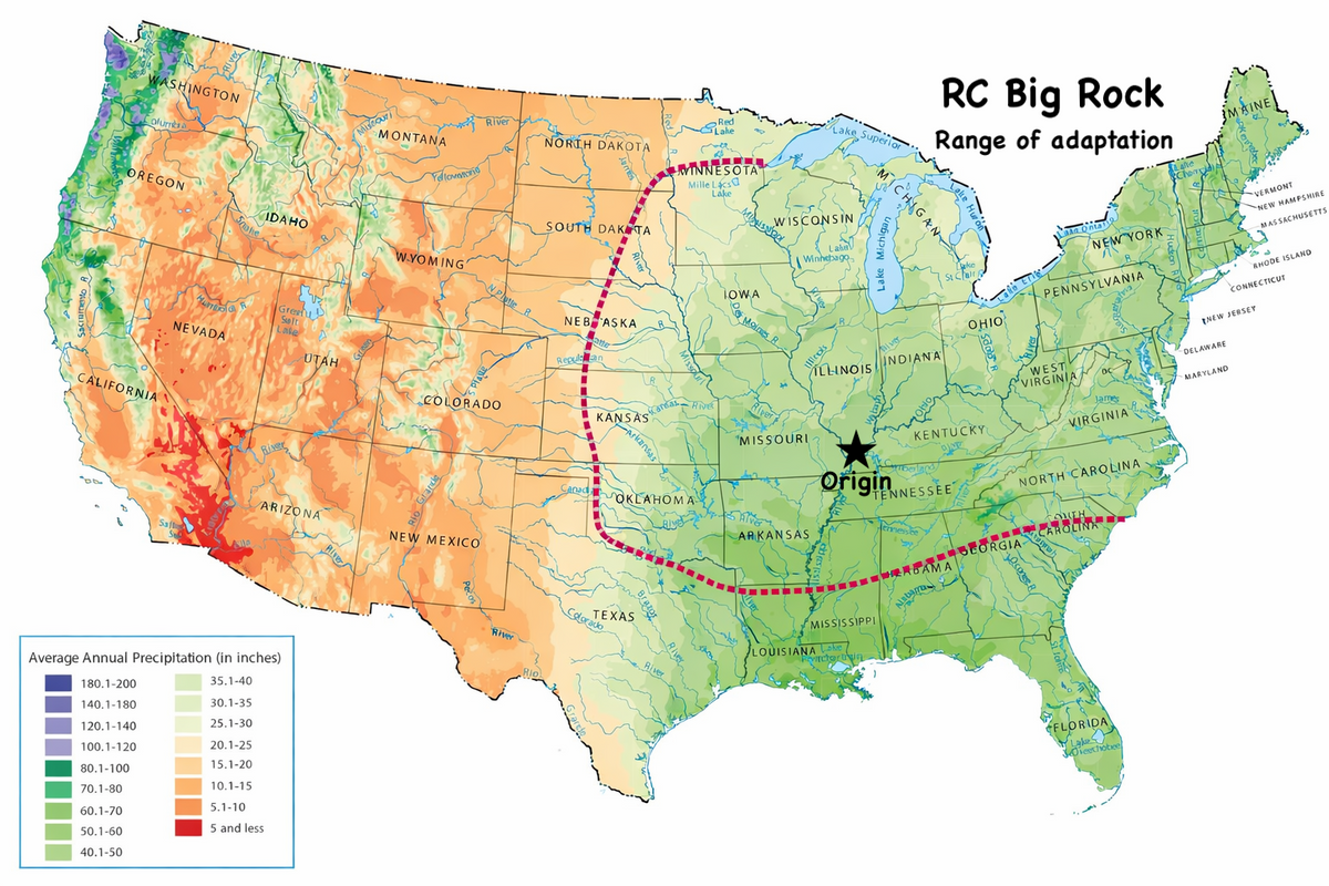 RC Big Rock Switchgrass Seed (Panicum virgatum)