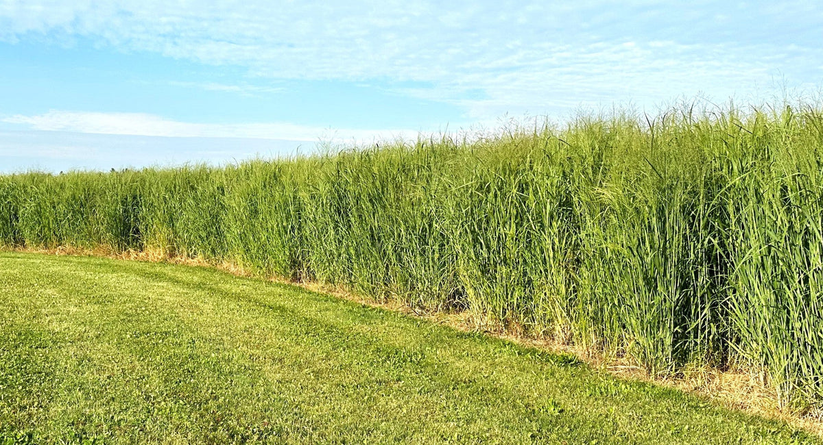 RC Big Rock Switchgrass Seed (Panicum virgatum)