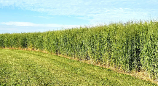 RC Big Rock Switchgrass Seed (Panicum virgatum)