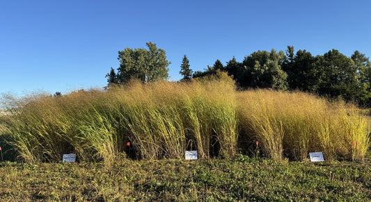 RC Sundance Switchgrass