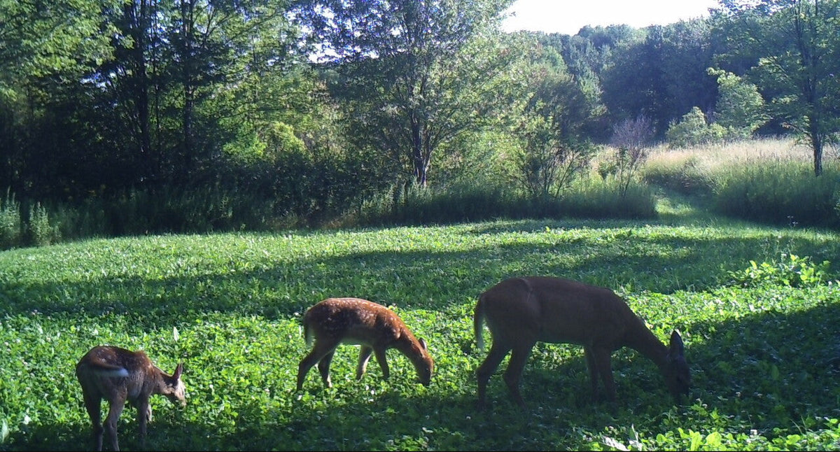 Northern Premium Mix Food Plot Seed