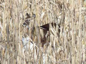 Glyphosate Tolerant Wildlife Seed Corn