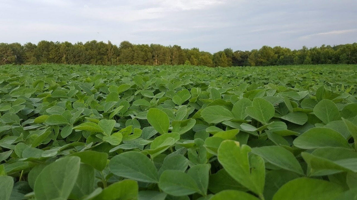 MonsterBuck Food Plot Soybeans | Roundup Ready