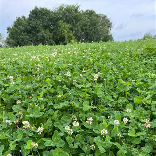 Clover Blend Food Plot Seed